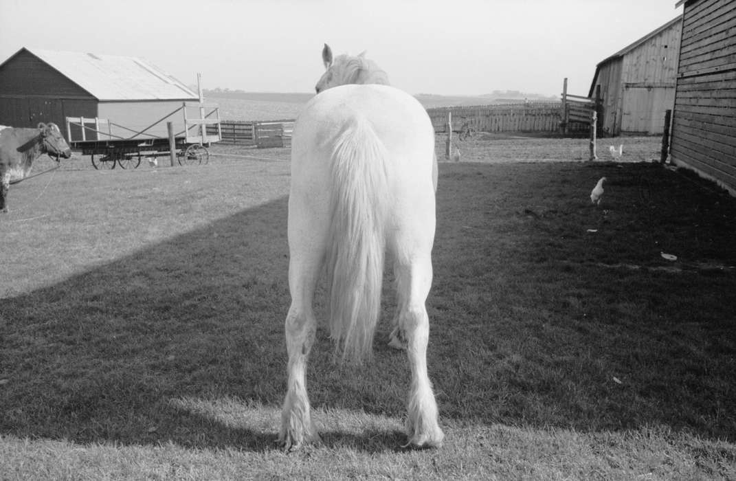 history of Iowa, chicken, horse, Iowa History, Library of Congress, shed, Barns, Animals, hay wagon, silly, Iowa, fence, rear, Farms, barnyard, tail