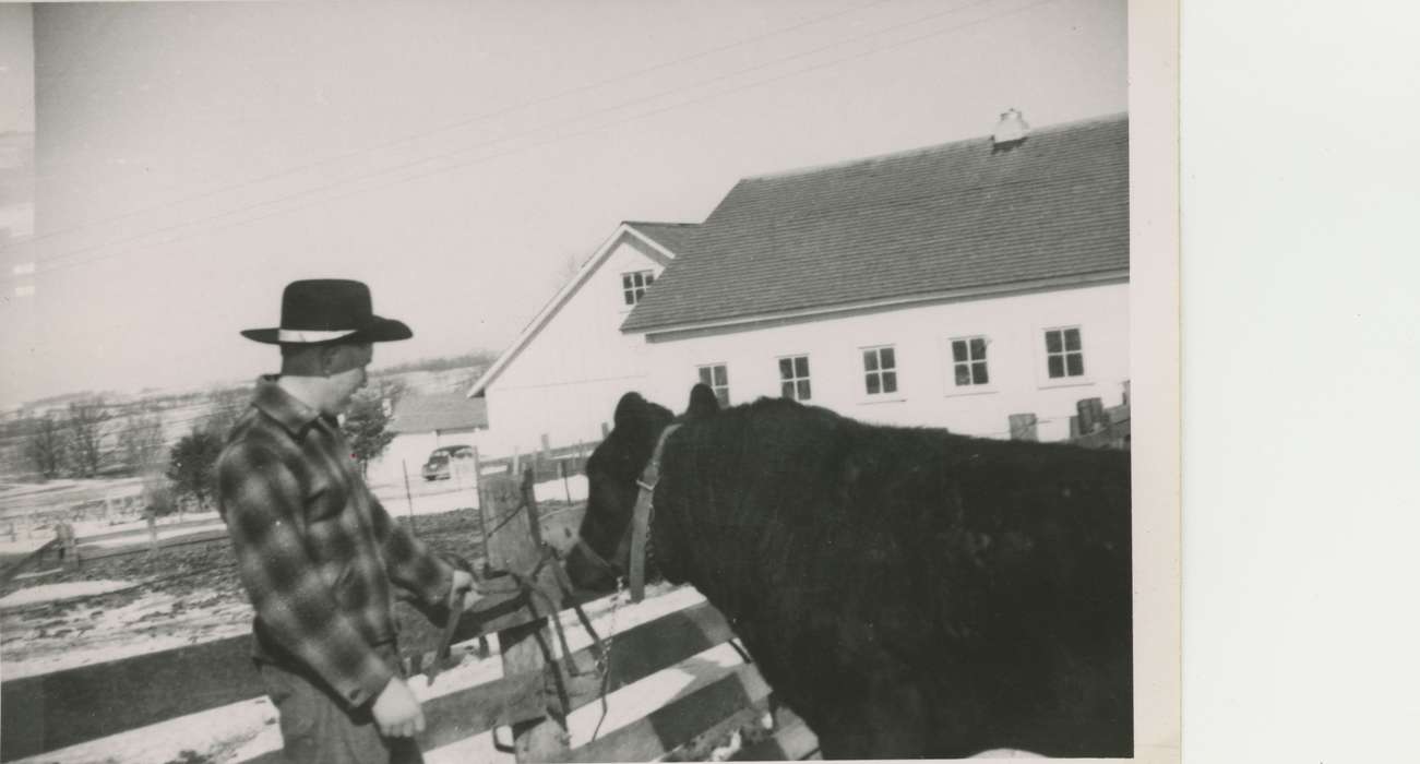 Iowa, Animals, farmer, Barns, Dubuque County, IA, Tucker, Rose, Farms, Winter, history of Iowa, bull, Iowa History