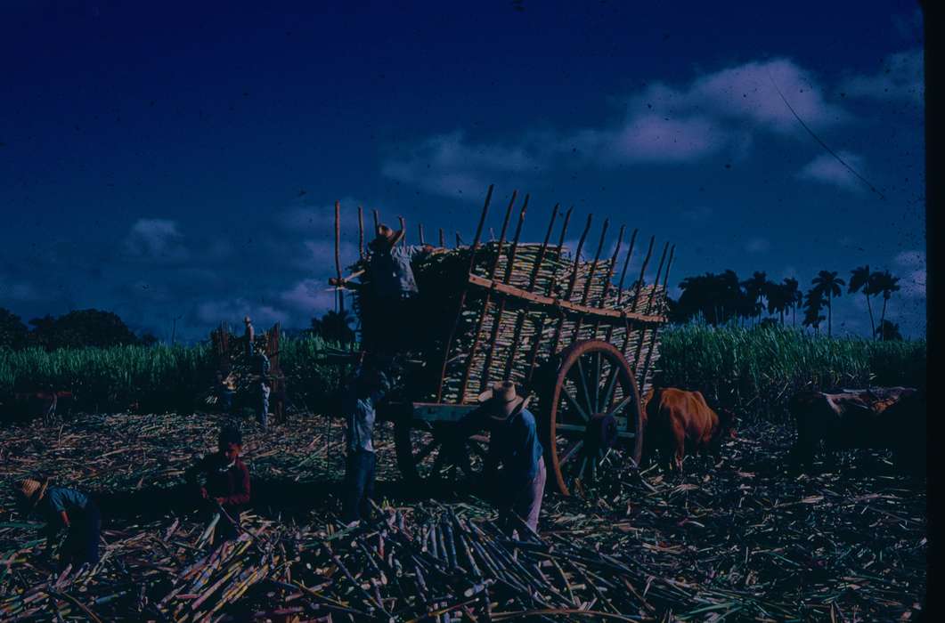 Travel, farmer, history of Iowa, Iowa History, Harken, Nichole, Animals, Iowa, cow, Farms, Labor and Occupations
