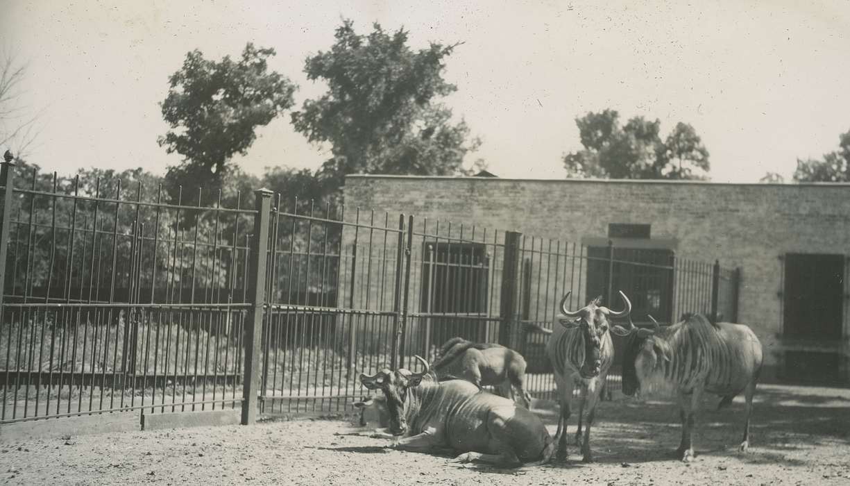 Travel, history of Iowa, Iowa History, zoo, Animals, Iowa, Chicago, IL, McMurray, Doug, wildebeest