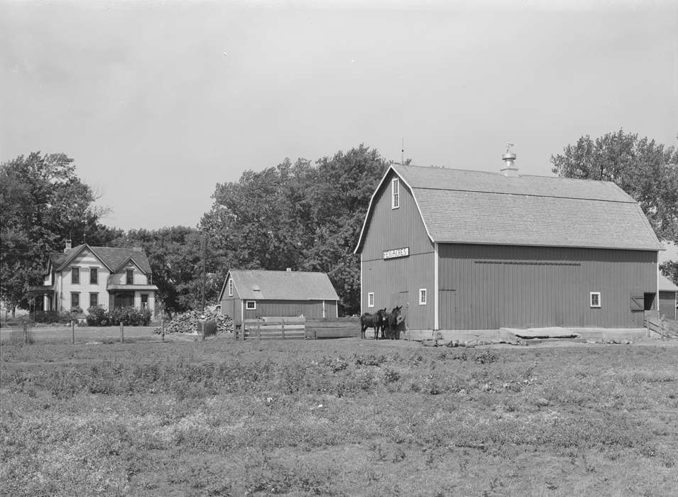 Library of Congress, history of Iowa, cupola, shed, Landscapes, Homes, barnyard, Iowa, farmhouse, Barns, pasture, Iowa History, Farms, homestead, tree, Animals, mule