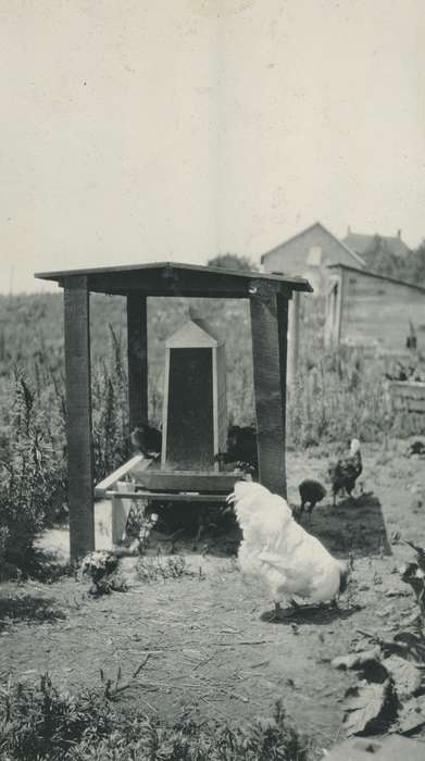 history of Iowa, Iowa History, Ames, IA, produce company, Animals, chickens, Iowa, McMurray, Doug