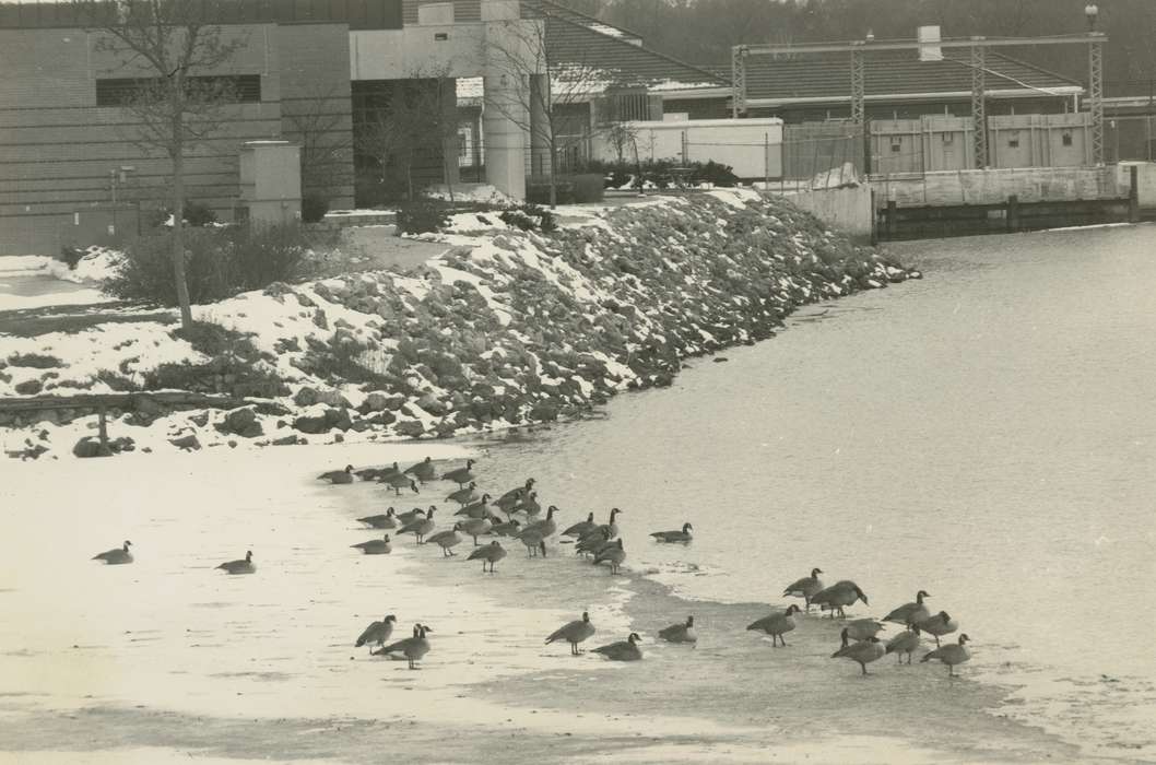 Cities and Towns, Lakes, Rivers, and Streams, Iowa History, Waverly Public Library, Iowa, history of Iowa, Animals, geese, canadian geese, riverbank, snow