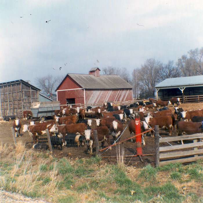 cows, Iowa, mud, cattle, Animals, hereford, Barns, Fuller, Steven, Farms, history of Iowa, Iowa History, Nevada, IA