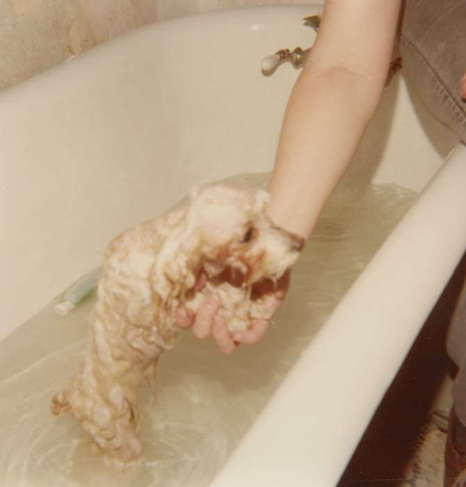 history of Iowa, Iowa History, IA, bathtub, Animals, Scholtec, Emily, Iowa, bath, Homes, dog