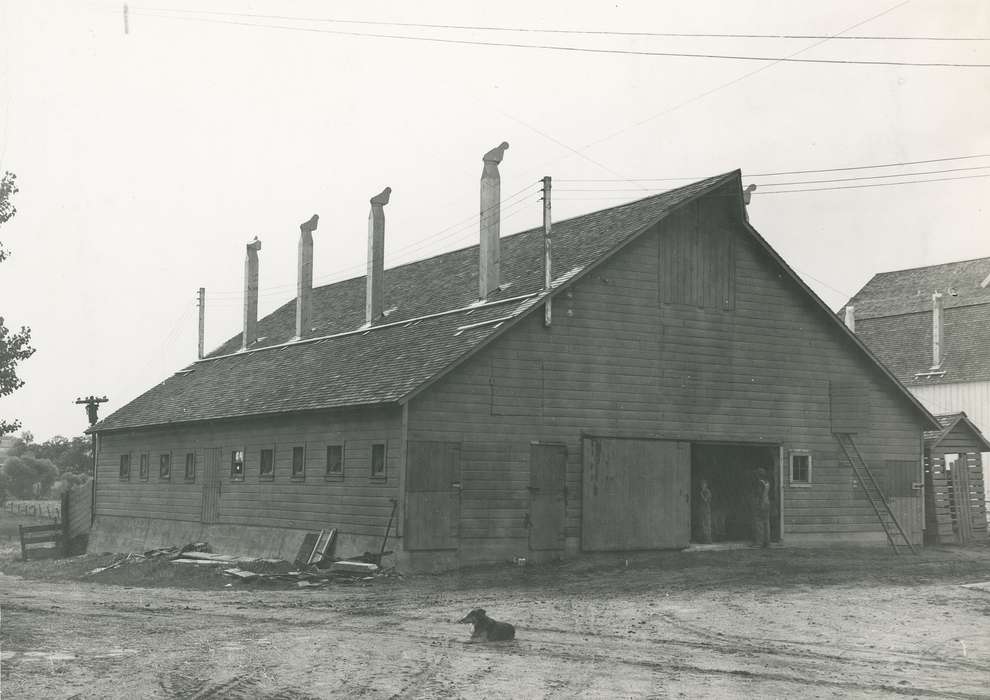 Waverly Public Library, history of Iowa, Iowa History, Barns, Waverly, IA, Iowa, Farms, correct date needed, ladder, dog