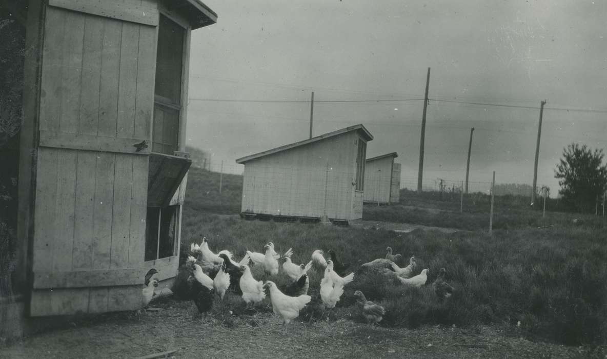 history of Iowa, Iowa History, Ames, IA, produce company, Animals, chickens, chicken coops, Iowa, Farms, McMurray, Doug