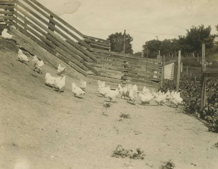 history of Iowa, chicken, Iowa History, Webster City, IA, Animals, Iowa, Farms, McMurray, Doug