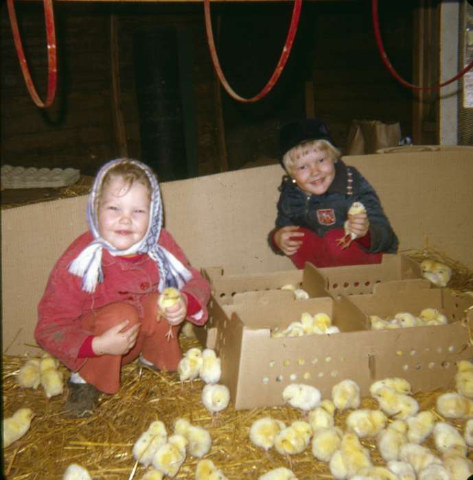 chicks, Cedar Falls, IA, chicken, history of Iowa, Iowa History, Animals, Walker, Erik, Iowa, livestock, Farms, Children