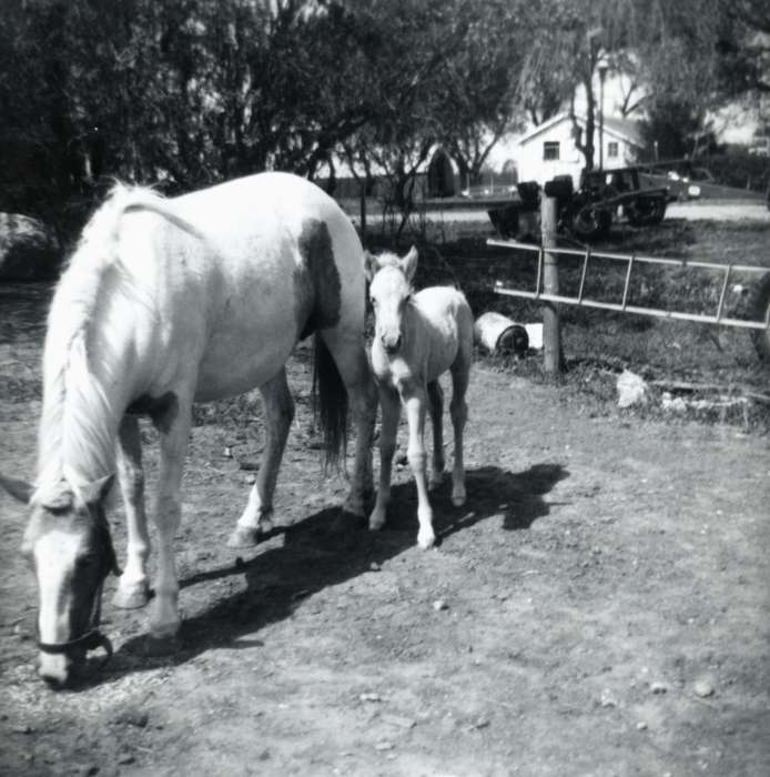 Soyer, Loretta, history of Iowa, Farms, Animals, Iowa, Carroll, IA, Iowa History, horse, foal