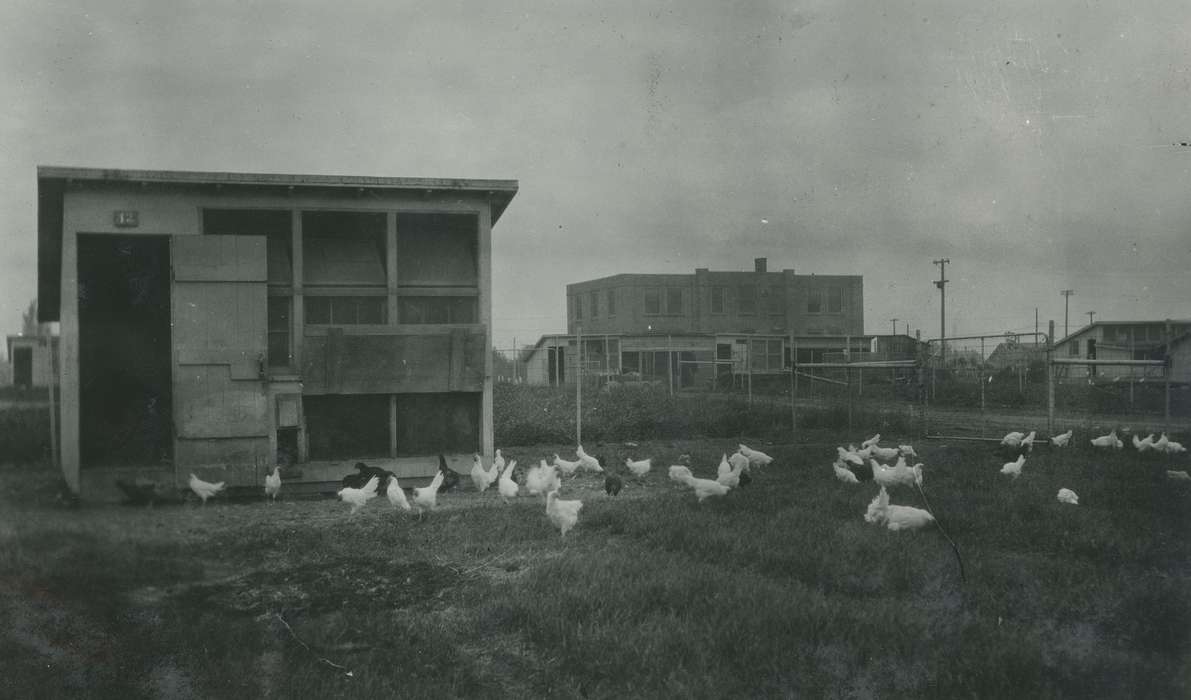 history of Iowa, Iowa History, Ames, IA, Animals, chickens, poultry farm, chicken coop, Iowa, Farms, McMurray, Doug