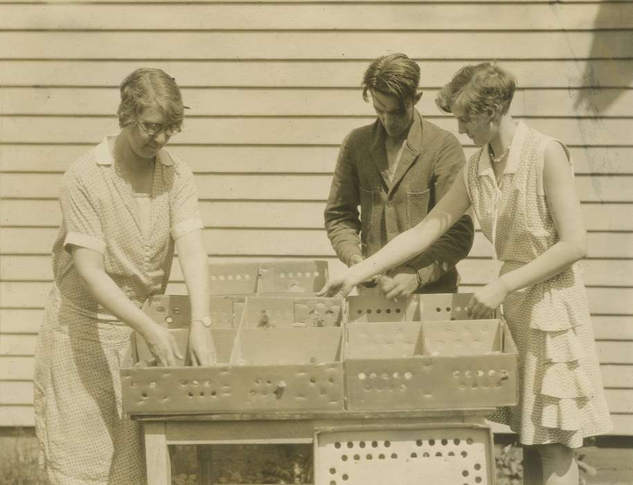 Portraits - Group, chicks, history of Iowa, hatchery, Iowa History, Webster City, IA, Businesses and Factories, Animals, Iowa, Farms, McMurray, Doug