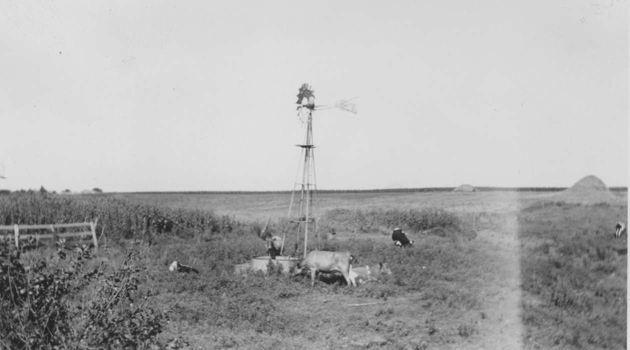 Animals, Fouche, Shirley, cow, Iowa History, Iowa, IA, Farms, history of Iowa, Landscapes, windmill