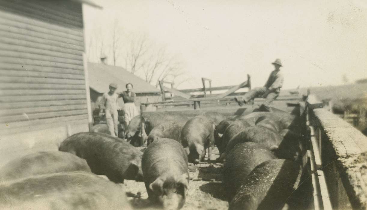 pig, Animals, Skoog, Herb, pigs, Iowa History, pig farm, Iowa, hog, Farms, Williamsburg, IA, pig pen, history of Iowa