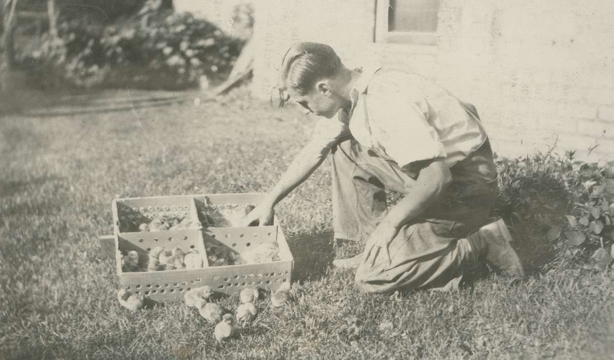 farmer, chicks, history of Iowa, Iowa History, Webster City, IA, Animals, Iowa, McMurray, Doug