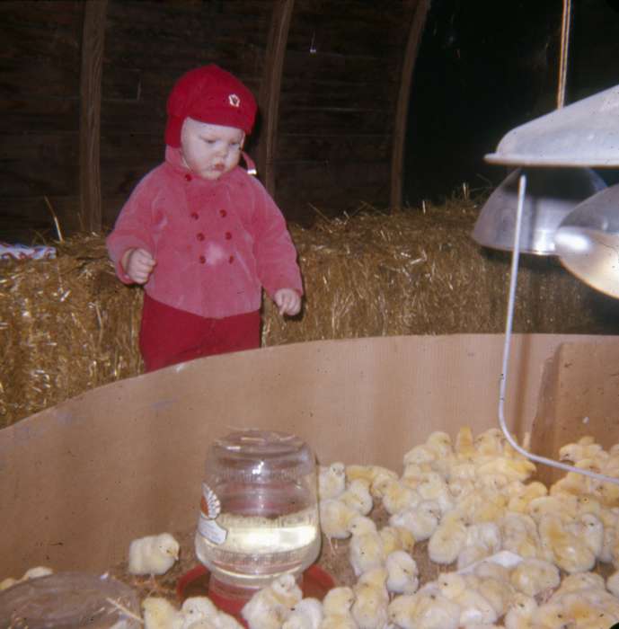 Animals, livestock, Iowa History, Iowa, Walker, Erik, chicks, Farms, chicken, Children, Cedar Falls, IA, history of Iowa