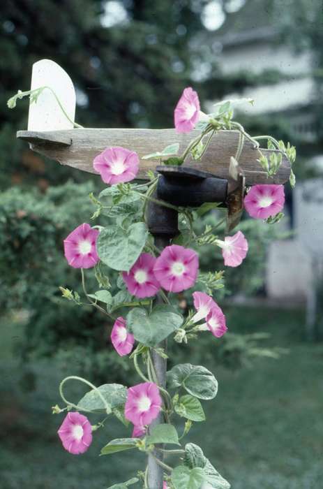 morning glory, flowers, Iowa History, Iowa, Walker, Erik, Homes, wooden airplane, Cedar Falls, IA, history of Iowa