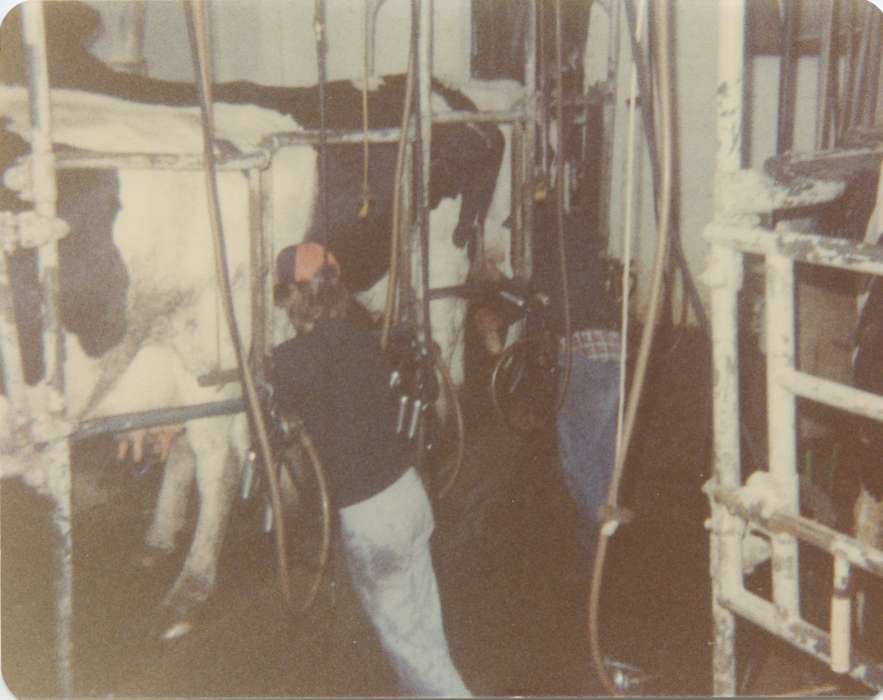 dairy cow, cow, Davenport, IA, history of Iowa, Animals, Iowa, milking, Labor and Occupations, Iowa History, milking parlor, Becker, Alfred, Farming Equipment