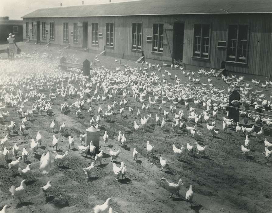 Waverly, IA, bird feeder, history of Iowa, Farms, chicken coop, Barns, Animals, Iowa, correct date needed, Waverly Public Library, chicken, Iowa History