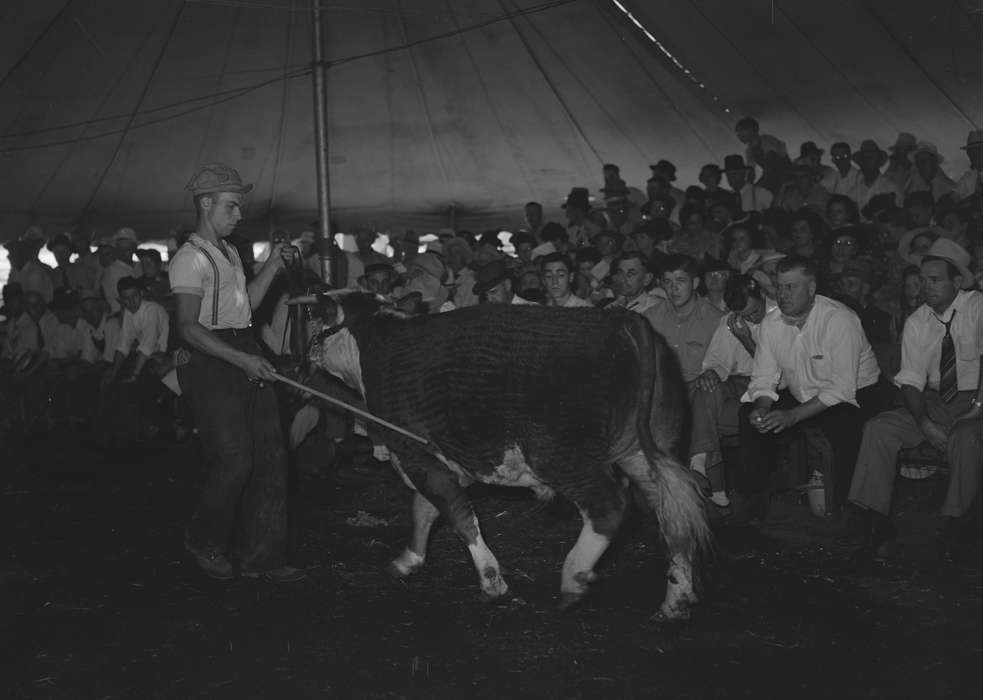 Fairs and Festivals, Library of Congress, Iowa History, tent, Iowa, history of Iowa, calf, Animals, agriculture, exhibit, crowd