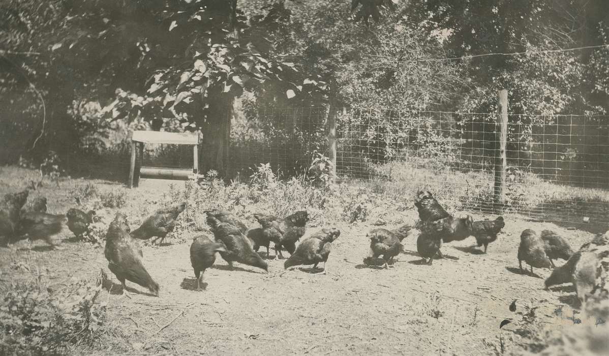 history of Iowa, Iowa History, Webster City, IA, Animals, chickens, Iowa, Farms, McMurray, Doug, black giant