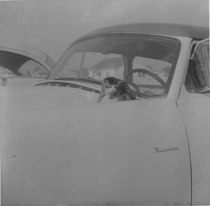 Shepherdsville, KY, Iowa History, Iowa, history of Iowa, Animals, Karns, Mike, kitten, car, Travel