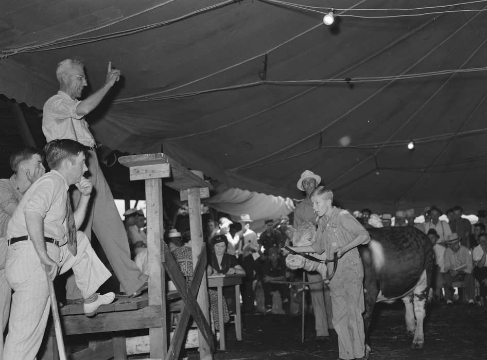 Animals, competition, Children, tent, agriculture, exhibit, history of Iowa, Library of Congress, Iowa, Fairs and Festivals, calf, Iowa History, fairground