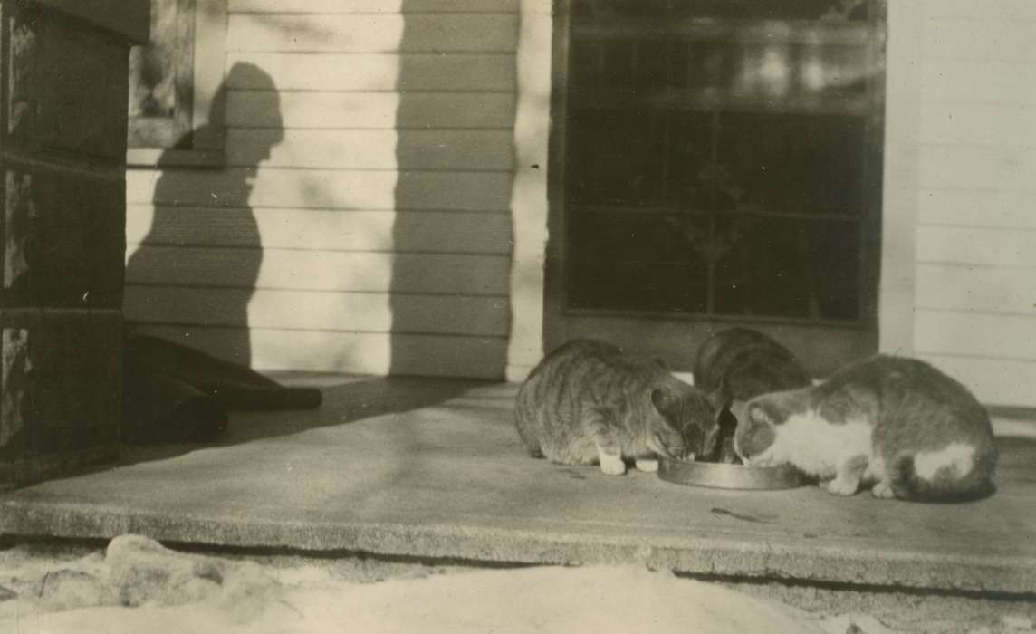 cat, history of Iowa, Iowa History, Mortenson, Jill, Macey, IA, shadow, Animals, Iowa, porch, Homes