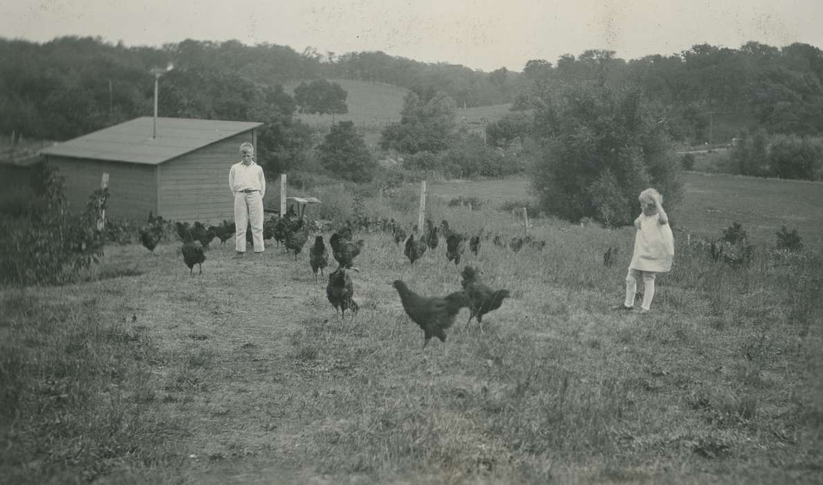 history of Iowa, hatchery, Iowa History, Webster City, IA, Animals, chickens, McMurray, Doug, chicken coop, Iowa, Farms, Children