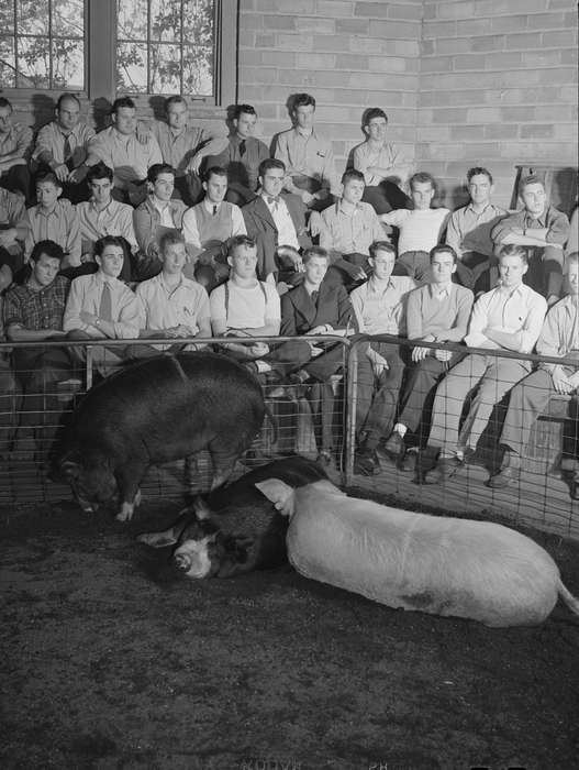 young men, history of Iowa, Iowa History, Library of Congress, pigs, pig pen, Animals, classroom, Iowa, classmates, Schools and Education