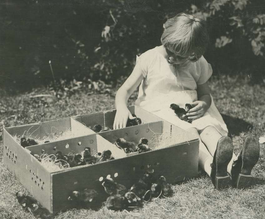 chicks, history of Iowa, Iowa History, Webster City, IA, Animals, straw, Iowa, Children, McMurray, Doug, box