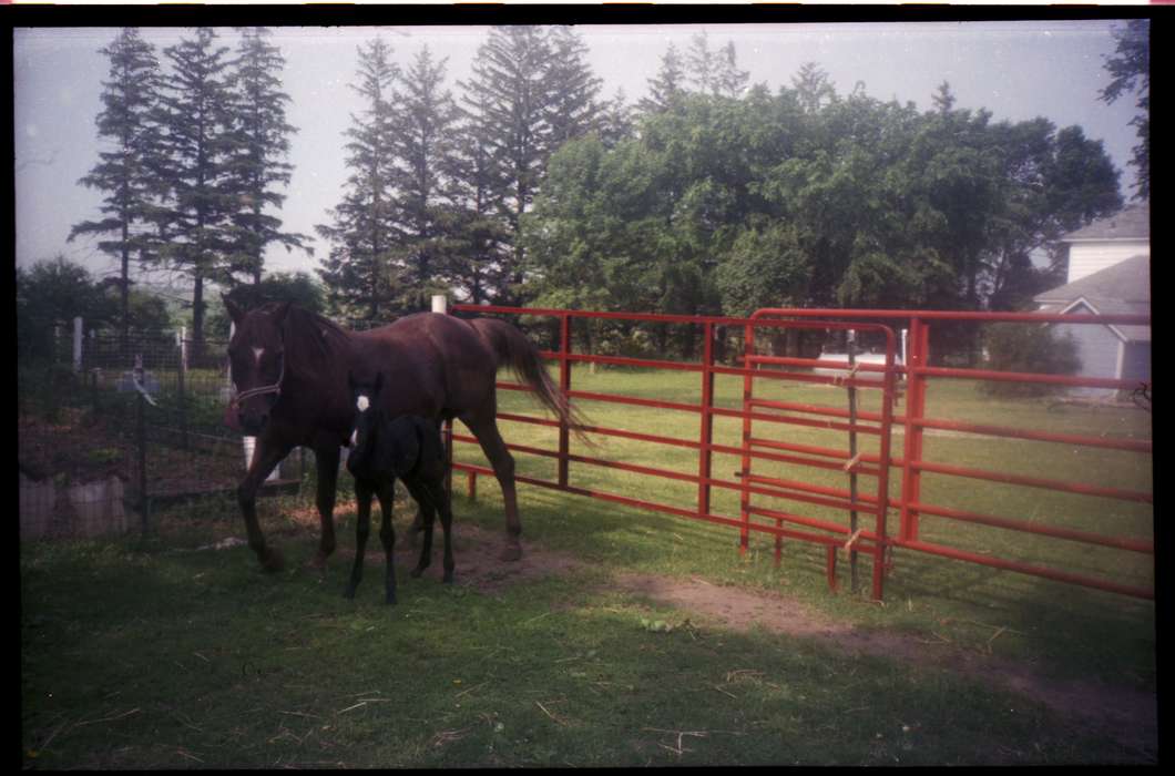 history of Iowa, foal, IA, Iowa History, Hewitt, Angie, Animals, pasture, Iowa, fence, Farms, horse