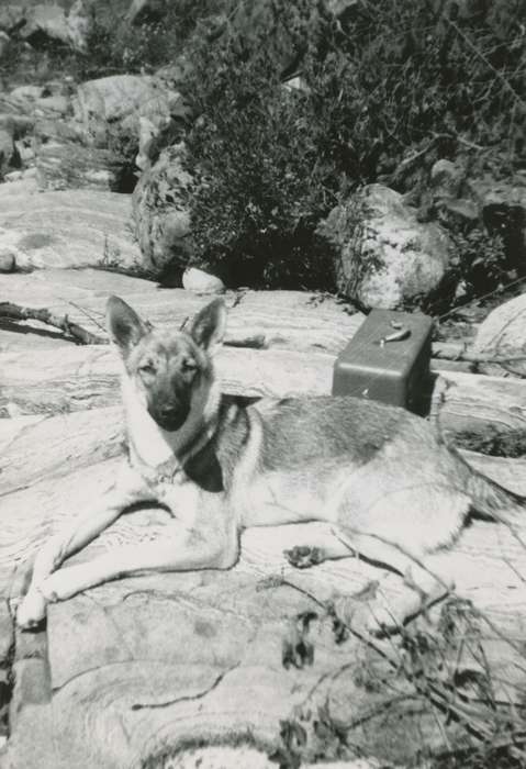 Animals, Iowa History, Mortenson, Jill, Iowa, dog, Outdoor Recreation, german shepherd, Columbia River, OR, history of Iowa