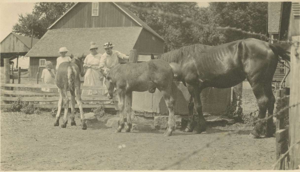 Iowa, Animals, Iowa History, horse, Barns, Hilmer, Betty, WI, Farms, history of Iowa, foal