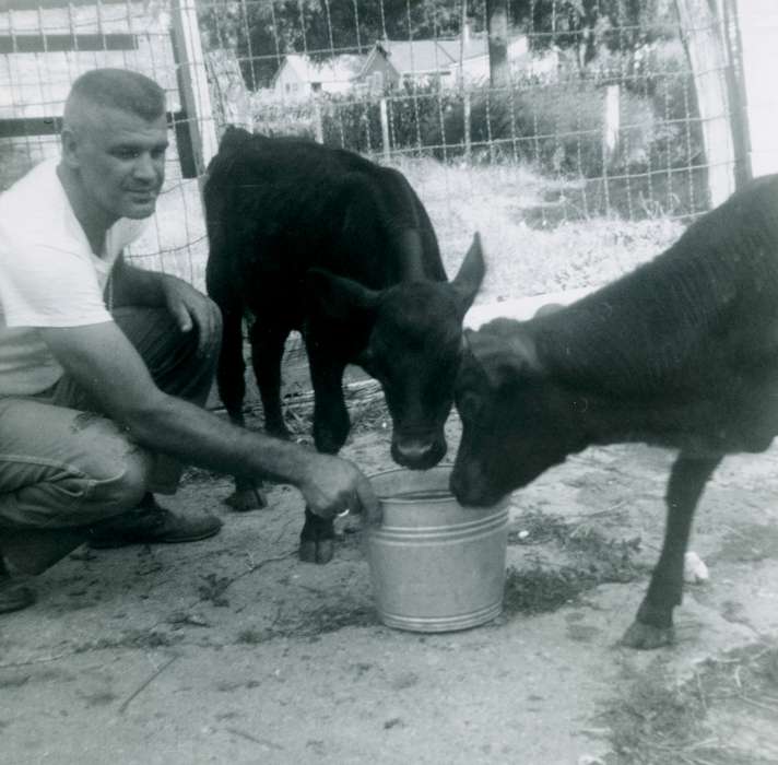 pail, cow, Strawberry Point, IA, history of Iowa, Ott, Mark, Animals, Iowa, calf, farm, Iowa History