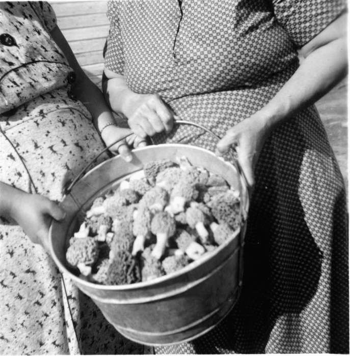 morel, Albia, IA, history of Iowa, Iowa History, Iowa, Lennie, Daniel, mushroom, Food and Meals