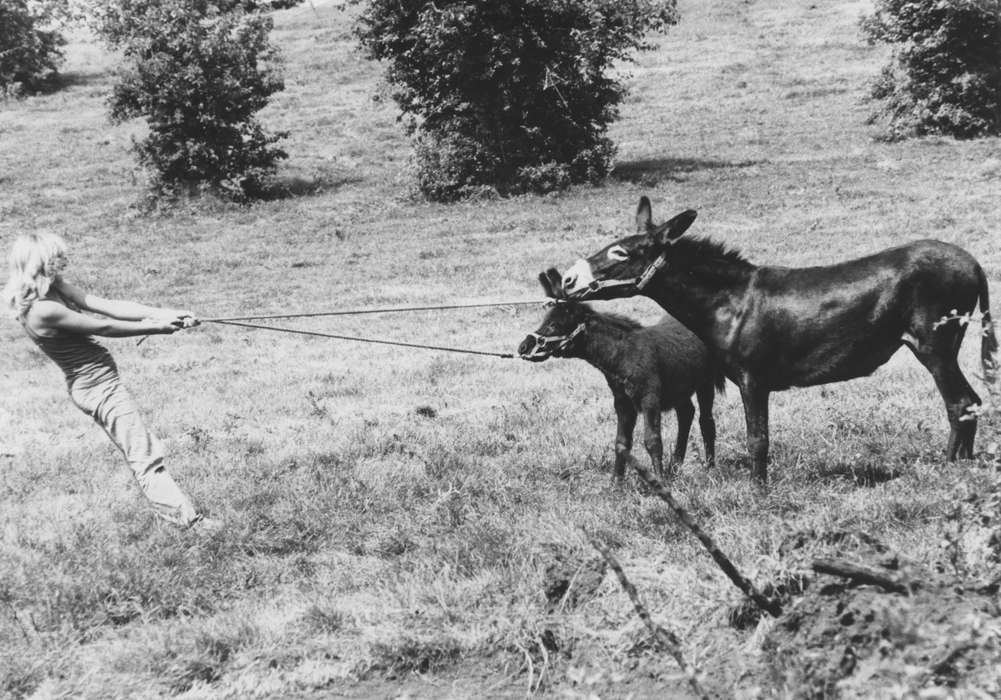 history of Iowa, Iowa History, IA, Animals, donkey, Fouche, Shirley, Iowa, Farms