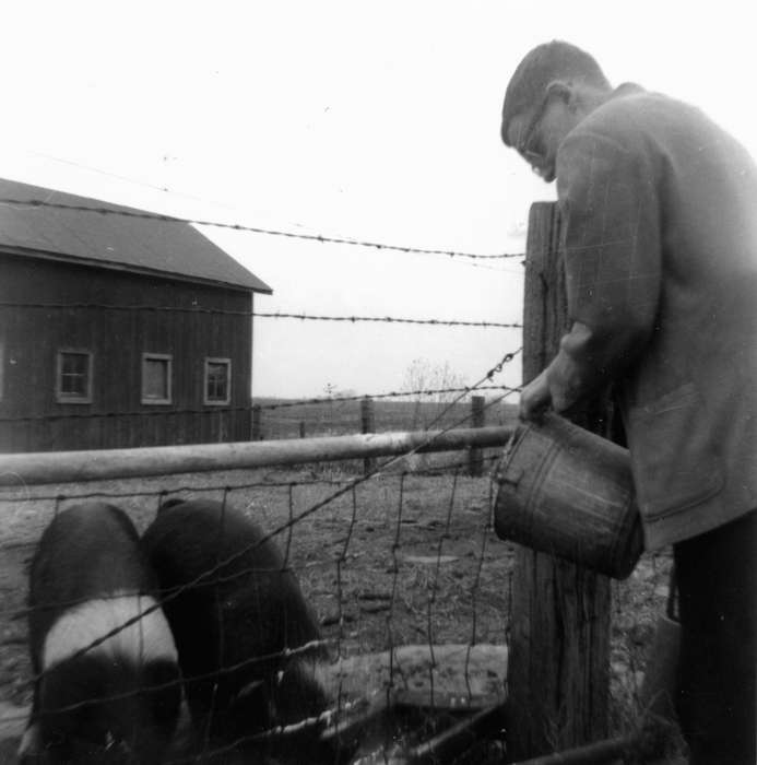 pail, Albia, IA, Iowa History, Barns, Iowa, Farms, history of Iowa, Animals, Lennie, Daniel, pig, hog