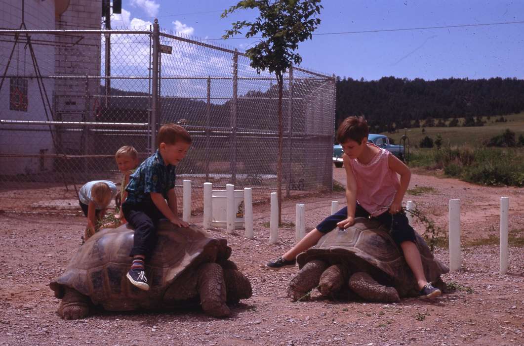 Animals, Iowa History, Iowa, Zischke, Ward, USA, tortoise, Children, history of Iowa