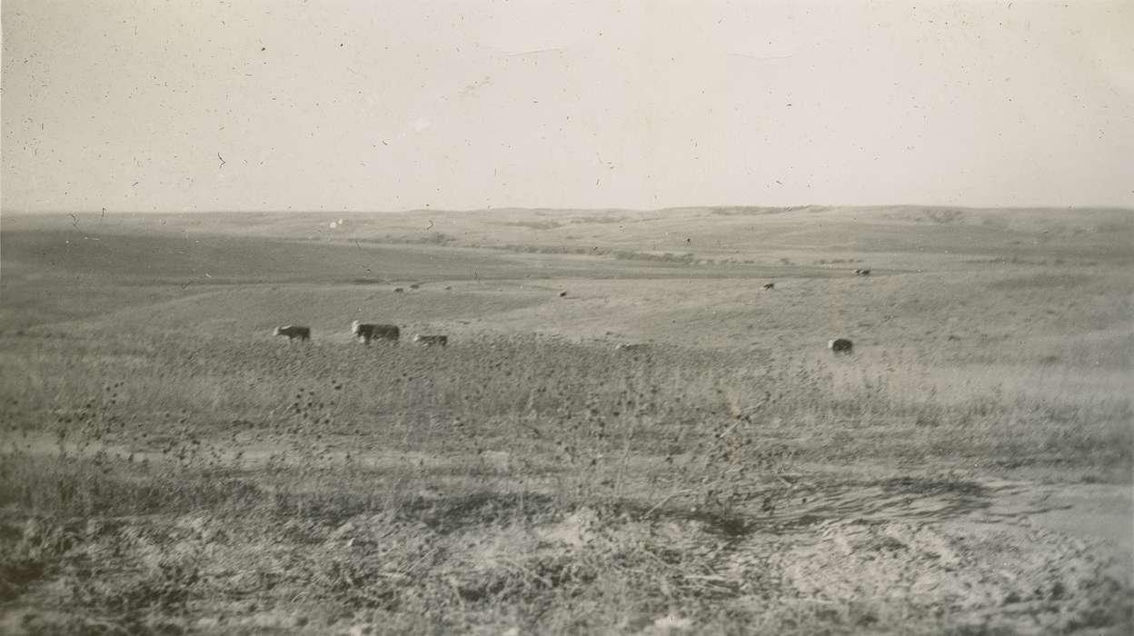 Landscapes, Travel, Iowa, cattle, Animals, Beach, Rosemary, CO, history of Iowa, cow, Iowa History