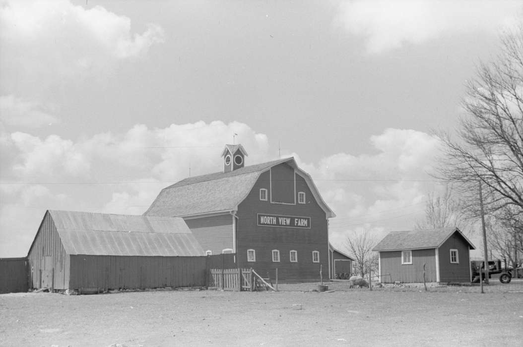 Library of Congress, history of Iowa, barnyard, tractor, Iowa, Motorized Vehicles, sheep, Barns, Farming Equipment, Iowa History, Farms, sheds, power lines, Animals