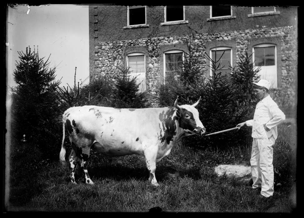 history of Iowa, Iowa History, Animals, bull, man, Storrs, CT, horn, cow, Archives & Special Collections, University of Connecticut Library, Iowa