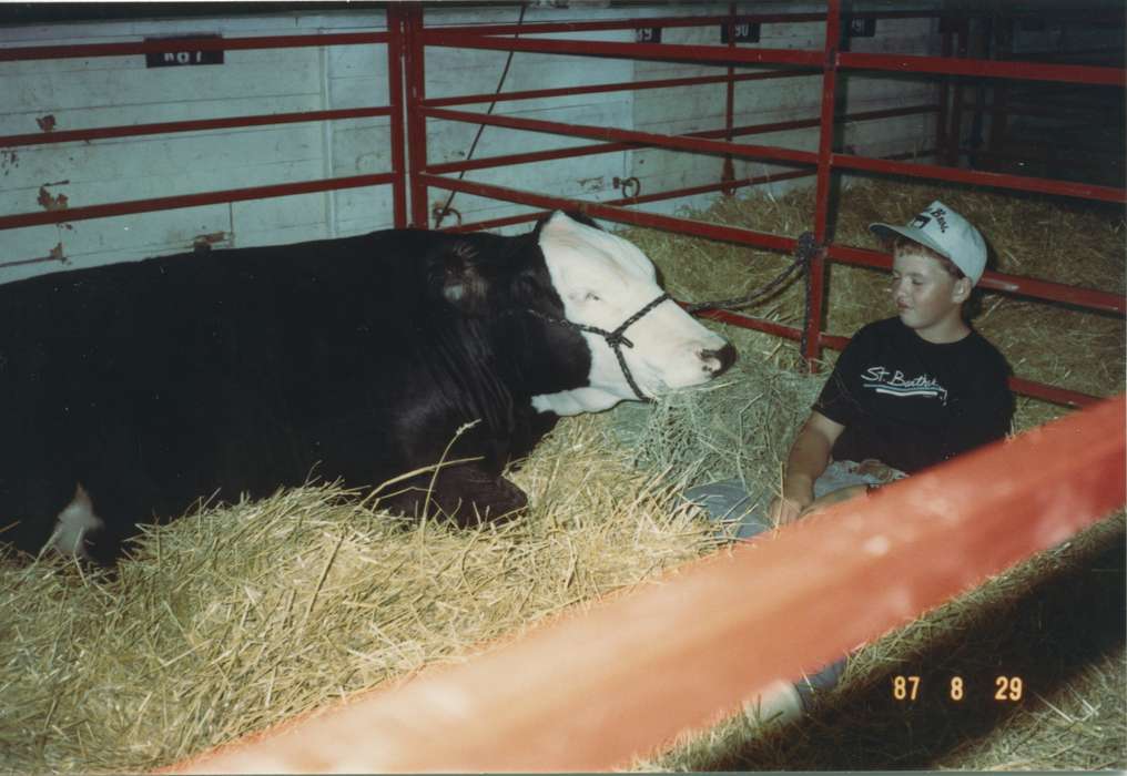 Iowa, Animals, Children, Des Moines, IA, Lennie, Daniel, history of Iowa, hay, bull, Iowa History