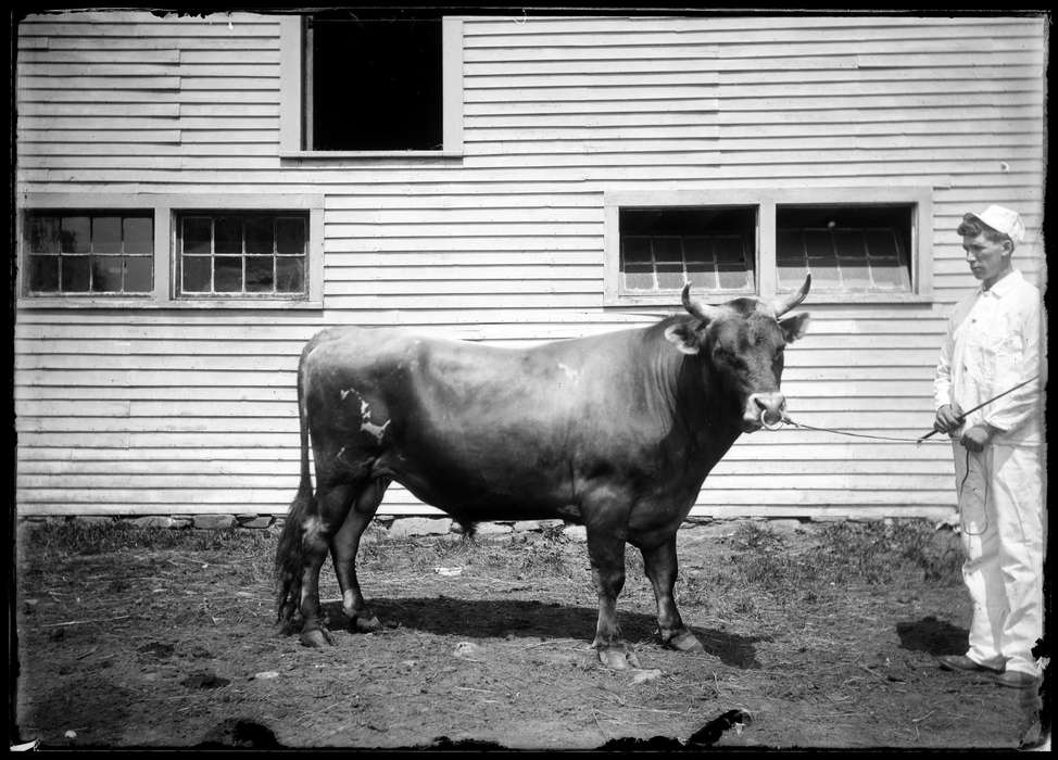 horn, Iowa, Storrs, CT, Animals, Archives & Special Collections, University of Connecticut Library, man, history of Iowa, cow, bull, Iowa History