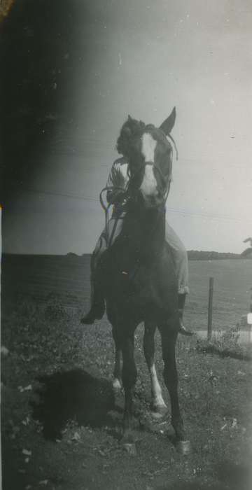 Animals, Iowa History, Iowa, Hampton, IA, horse, Farms, Beach, Rosemary, history of Iowa