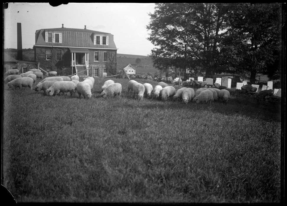 Storrs, CT, history of Iowa, sheep, Iowa, field, house, farm, Iowa History, Archives & Special Collections, University of Connecticut Library