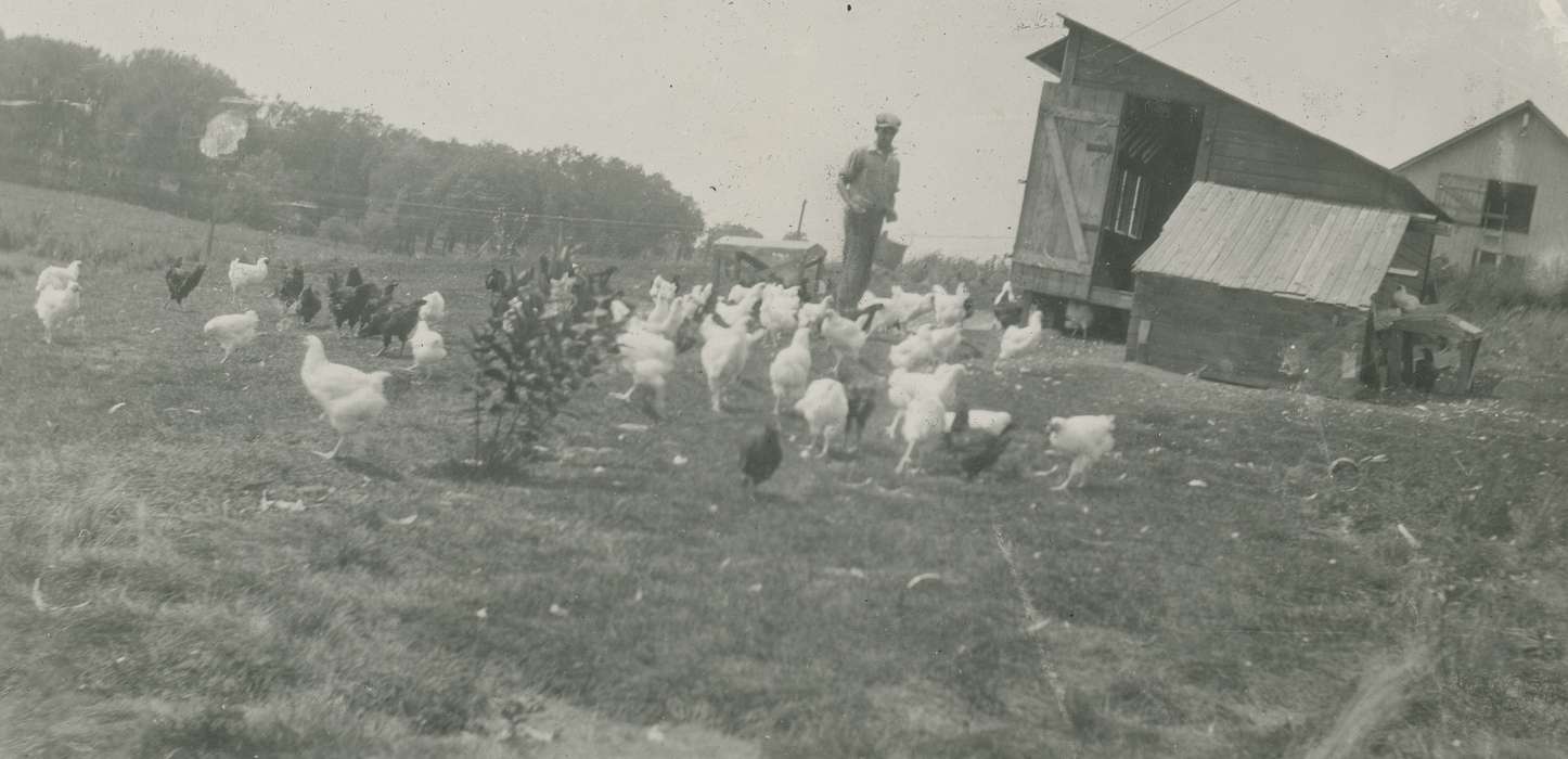 history of Iowa, hatchery, chicken, Iowa History, Webster City, IA, Animals, Iowa, Farms, McMurray, Doug, Labor and Occupations