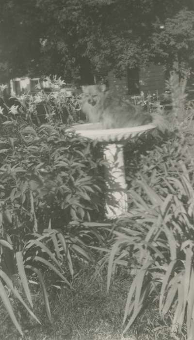 bird bath, Iowa, Animals, Fink-Bowman, Janna, dog, West Union, IA, plant, history of Iowa, Iowa History