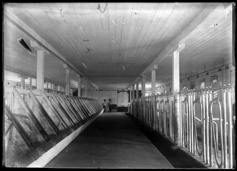stalls, Redding, CT, Iowa History, history of Iowa, Archives & Special Collections, University of Connecticut Library, Iowa, cow milking