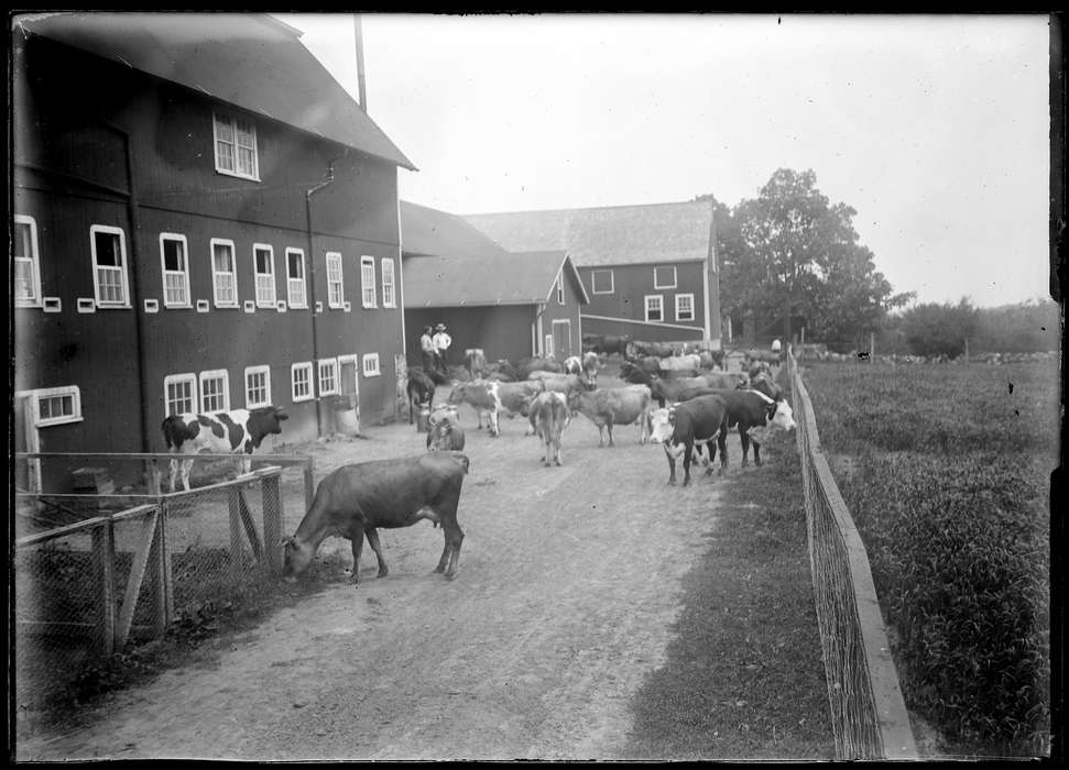 cow, history of Iowa, fence, Iowa, Iowa History, farm, barn, Redding, CT, Archives & Special Collections, University of Connecticut Library